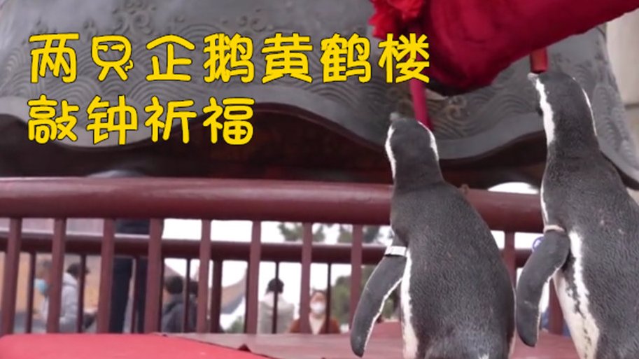 【可可爱爱!两企鹅见证黄鹤楼敲钟仪式】2月12日,大年初一,湖北武汉海昌极地海洋公园两只麦