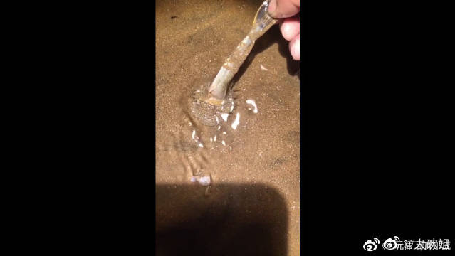 深夜赶海,发现了一个小海葵把比自己大几倍的鱼给吃了,这鱼还能抢救吗?  