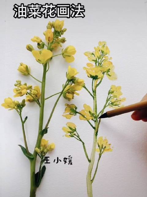 #早安# 简简单单画出油菜花,水彩技法教程分享