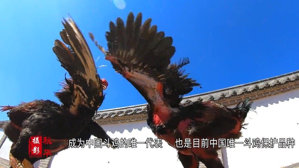 【网信菏泽菏泽鲁西斗鸡:鸡界中的“战斗鸡”[飞机]】鲁西斗鸡,主要分布于山东西南部菏泽鄄城