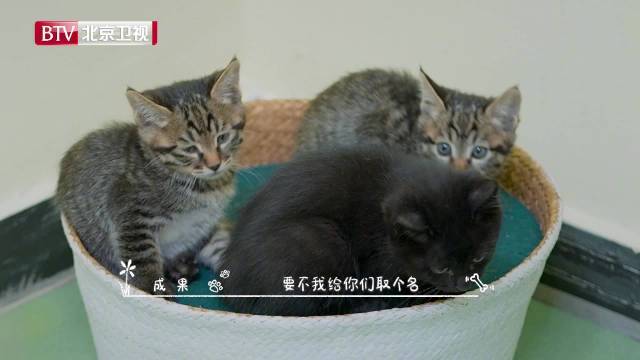 想要预定今日份的超甜互动,第二期节目不仅有成果@成果 的早点取名大全,散人逍遥散人M 给哈