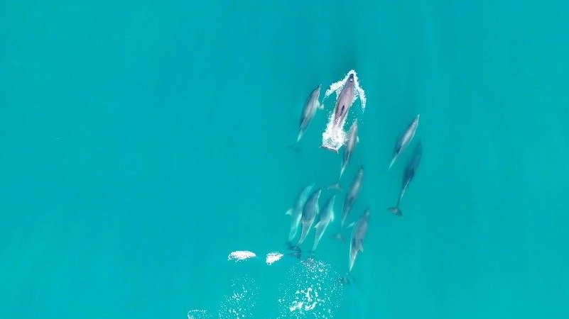 #世界海洋日#【你愿意为TA们守护这片蓝色吗?】飞鱼成群冲破海浪、海豚结伴游曳深海、企鹅列