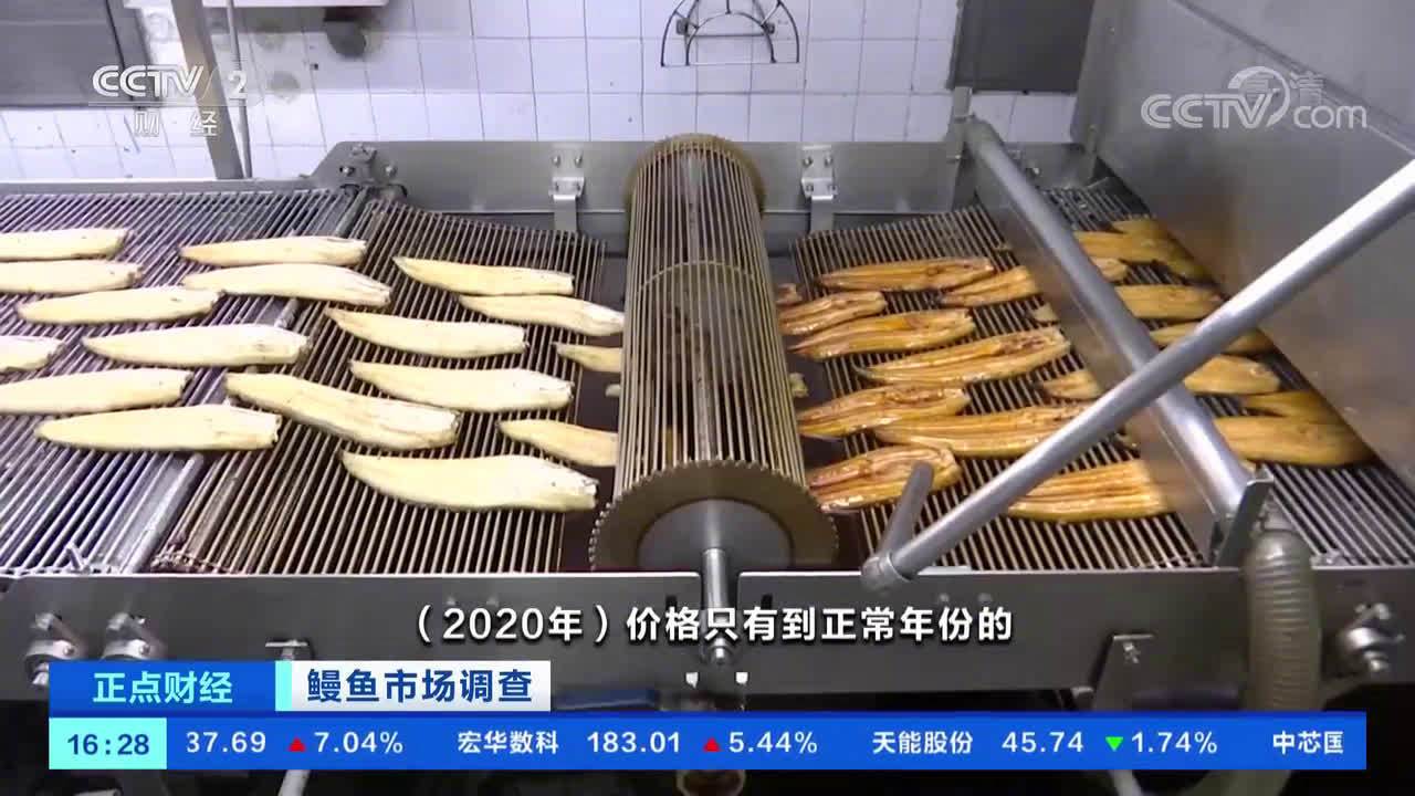 【国内人均鳗鱼消费超百元,企业加班加点,鳗鱼出口订单大涨】近几年鳗鱼的消费量不断增长,尤其