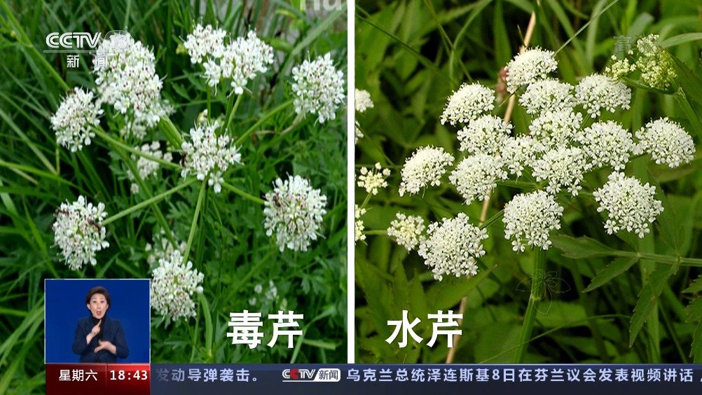 【#野菜和毒草如何分清#】蒲公英、蕨菜、折耳根、马齿苋,在我国有成百上千种可食用的野菜,每