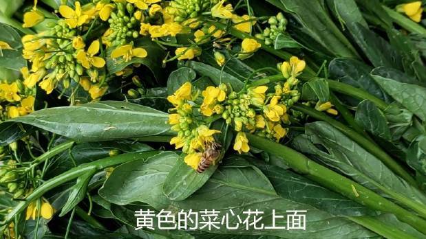 菜心花上蜂采蜜,现榨蜂巢蜜,生活甜蜜蜜。广州早市,天气清朗舒服,黄色的菜心花上面,不少勤劳
