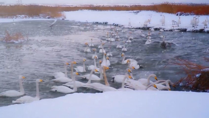 #好客山东冰雪嗨游季# #好客山东贺年会# 【威海荣成市:天鹅沐雪舞翩跹[爱你][爱你]】