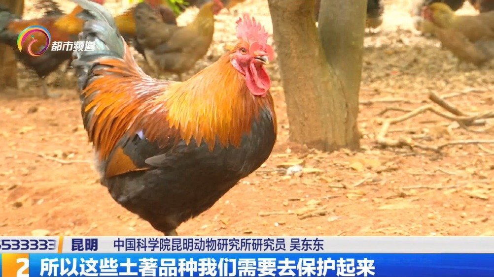 【最早的鸡来自哪里的蛋?中科院昆明动物研究所告诉你!】先有鸡还是先有蛋?堪称一个千古疑问。