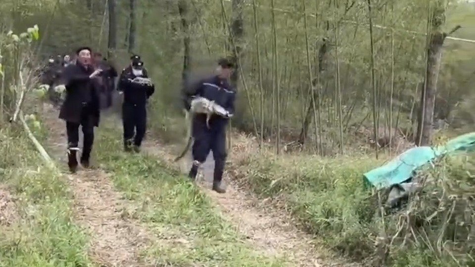 【男子清明节扫墓遇1.5米长尼罗鳄】4月5日,安徽宣城,一村民在上山扫墓时发现一条鳄鱼。宣