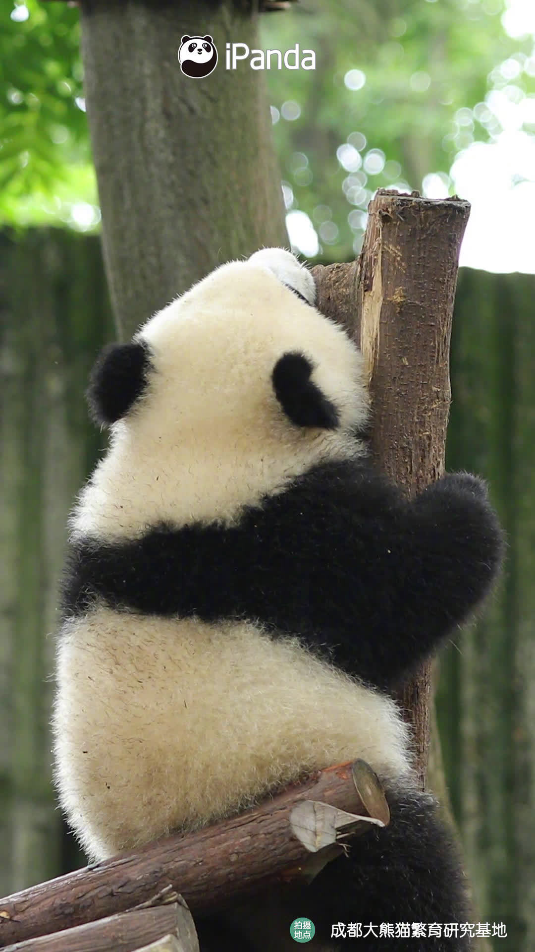 转存励志视频～只要努力向上,生活就会充满希望,冲呀! 