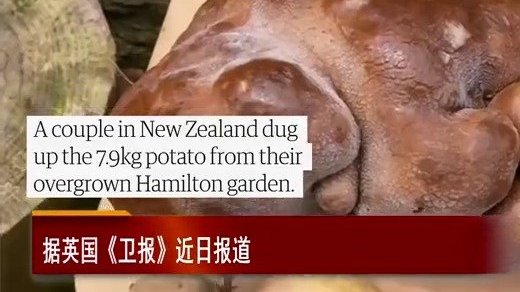 【长见识!7.9公斤一个的土豆能好吃吗】近日,新西兰的一对夫妇在自家花园里,挖到了一颗重达