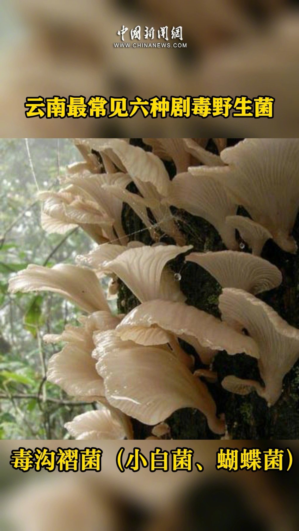 【云南去年20多人食用野生菌中毒身亡】据云南省疾控中心初步统计,2021年云南省因食用野生