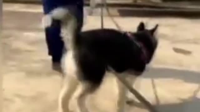 【特警挑战高难度训练二哈做警犬,没想到二哈直接把特警队“拆”了[捂脸]】“不拆”和“八万”