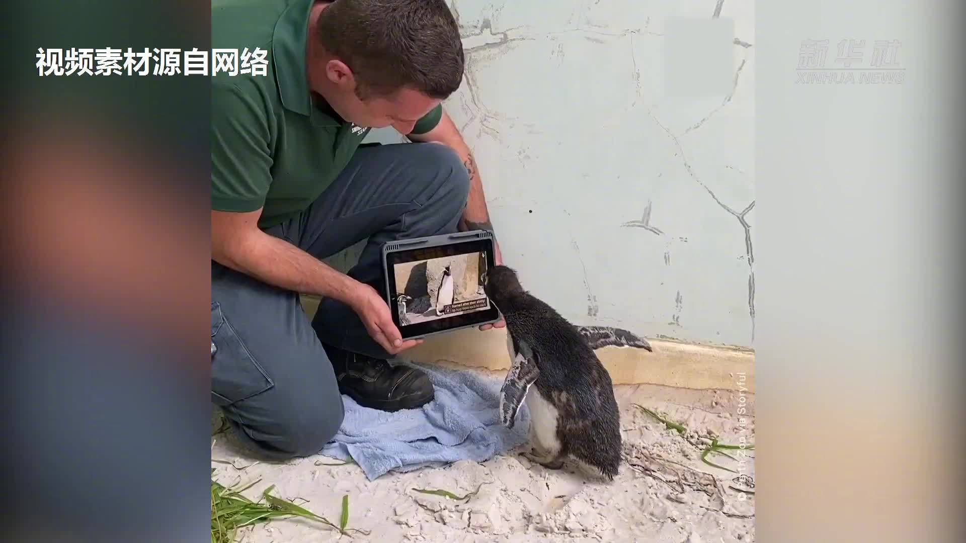 澳大利亚因病隔离小企鹅迷上iPad【澳大利亚小企鹅因病隔离 竟迷上iPad】澳大利亚珀斯动