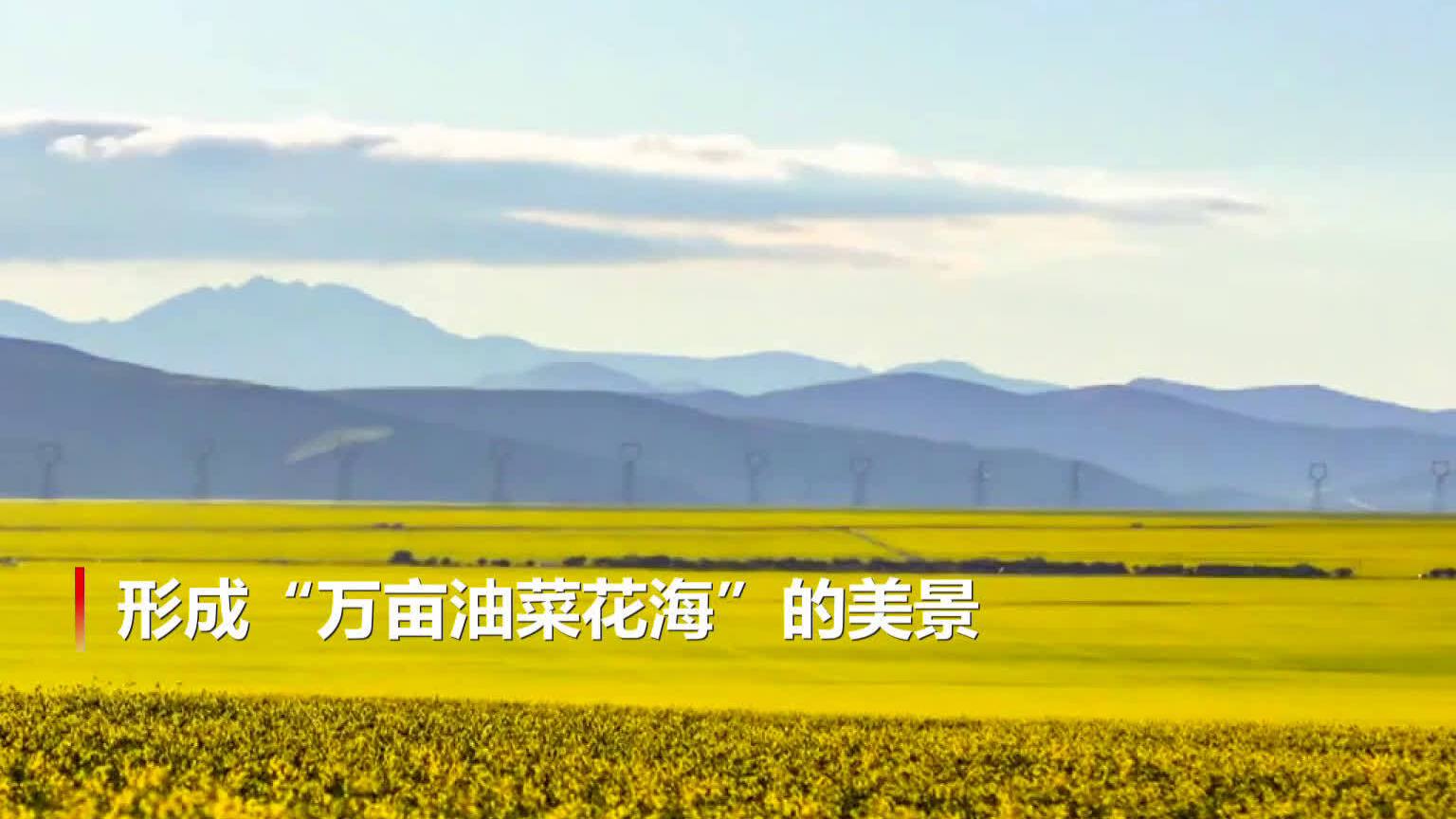 #最美风景在路上#&nbsp;7月是祁连山腹地最美的季节,在青海省海北藏族自治州门源回族自治县,近4