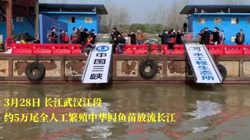 【5万尾全人工繁殖中华鲟鱼苗放流长江 】3月28日是中华鲟保护日。当日在长江武汉江段,约5