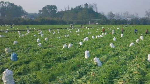 【世界榨菜之乡重庆涪陵大丰收,“国民下饭菜”从这里走向世界[馋嘴]】重庆涪陵是闻名世界的榨
