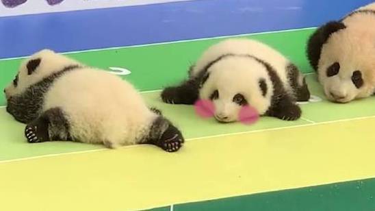 【奶萌奶萌[太开心]成都7只新生熊猫幼仔首次集体亮相 短跑赛道上集体睡觉急坏网友】9月29