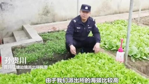 【海拔5300米!中国最高边境派出所种出了蔬菜】西藏山南市浪卡子县普玛江塘乡平均海拔537