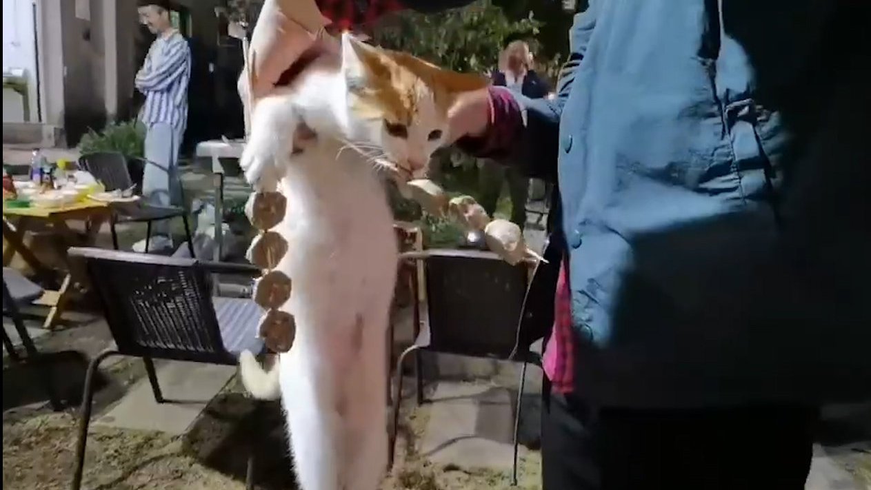 【流浪猫偷吃客人烤串连吃带拿,被抓现行也不松口[喵喵]】近日,海南海口,烧烤店门口一只流浪
