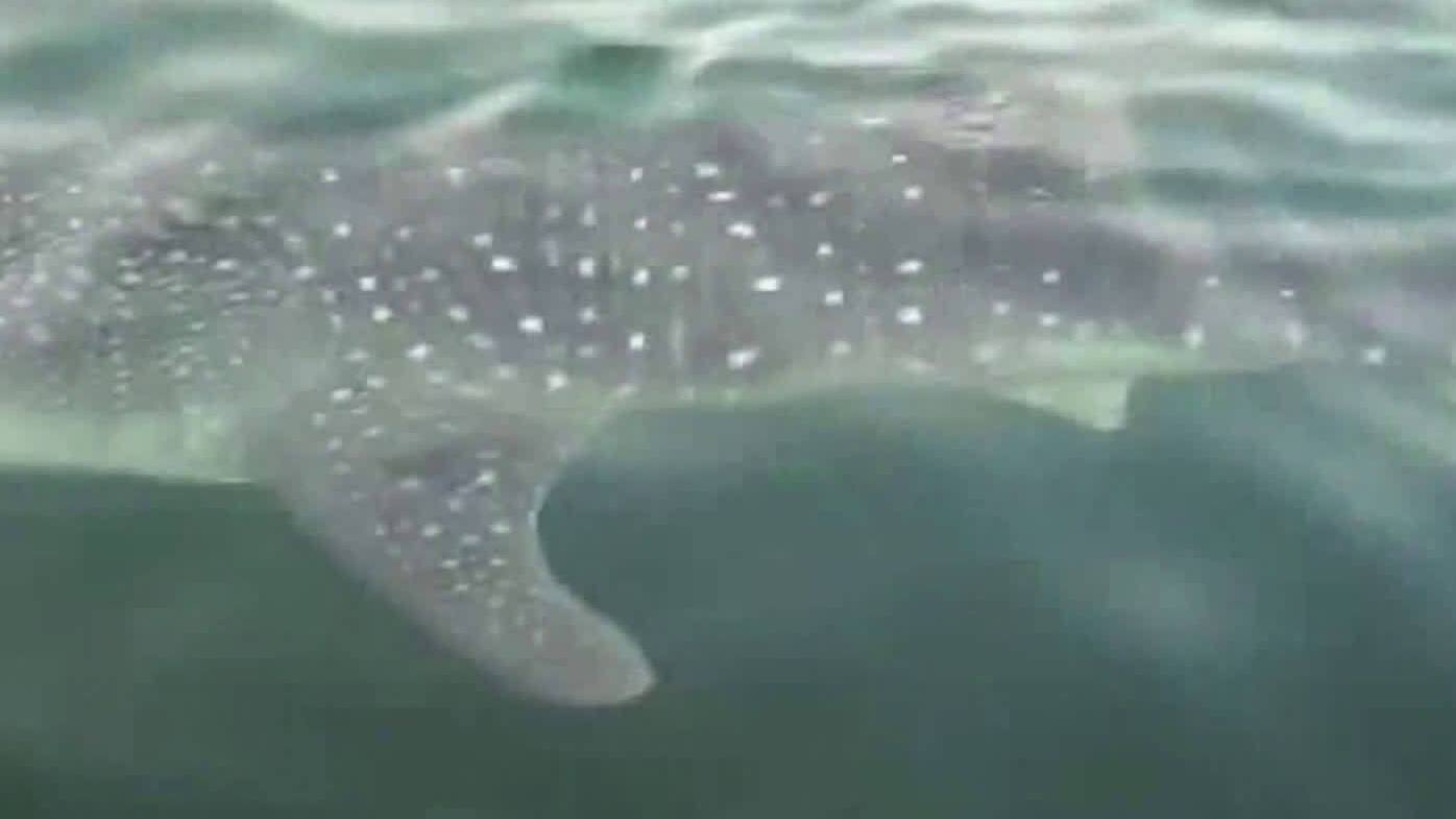 【漂亮! 鲸鲨首次现身大连海域】最近,大连长海县居民金先生驾船出海钓鱼时,在獐子岛镇大耗子