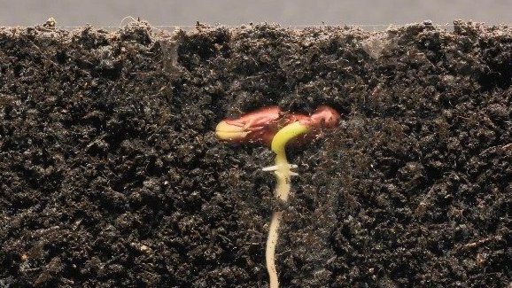 一颗菜豆种子成长的全过程!从生根发芽到慢慢的长出一片片叶子,真是又可爱又震撼啊!