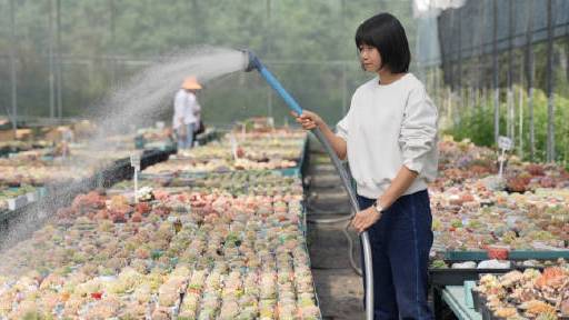 【85后夫妻用多肉打造大理版莫奈花园,把兴趣爱好玩到天花板】#全民正能量#云南大理,猫猫特