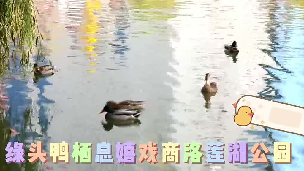 #商洛身边事#【深秋时节 绿头鸭栖息嬉戏商洛莲湖公园】这两天商洛天气晴好,在莲湖公园里,成