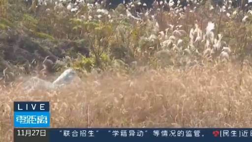 【泪目,“好久不见”!民警帮病重老人找到亡妻唯一照片】南京张女士的母亲于1995年去世,当
