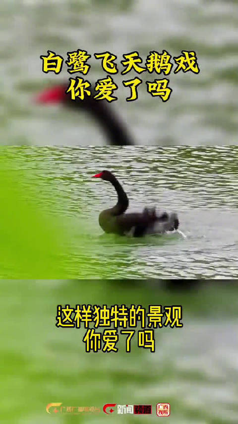 【#桂林漓江上白鹭飞舞天鹅戏水# 这么美的景象你爱了吗?】[鼓掌]春天代表着温暖和生长,在