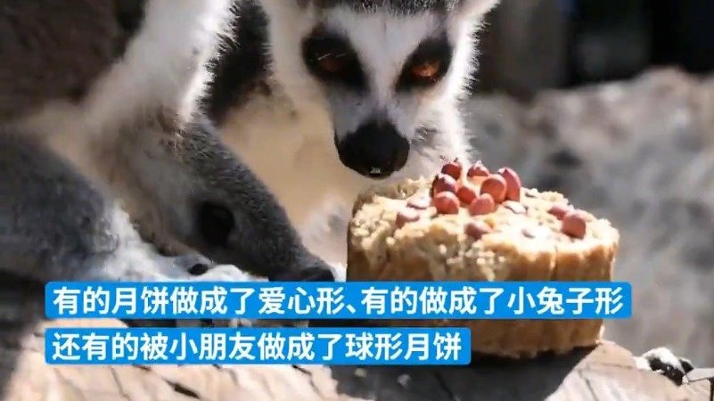 【贴心!云南野生动物园动物们吃上定制动物月饼】9月12日,云南昆明。云南野生动物园给狐猴、
