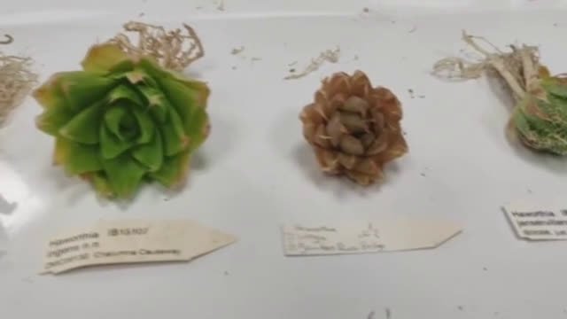 【“钢丝球”“洋葱皮” 大连邮局海关在进境邮包中截获多肉植物】5月8日,大连邮局海关在自德