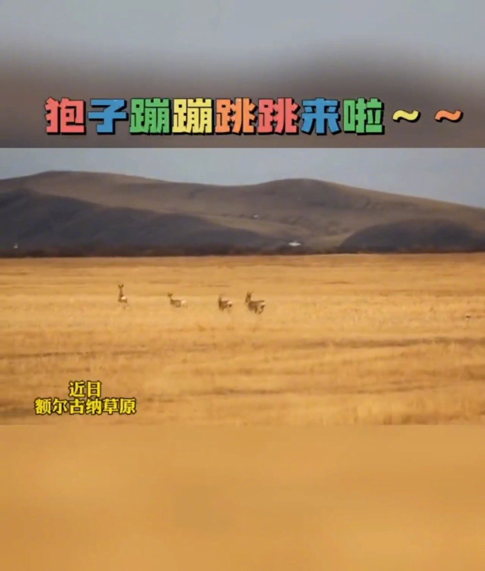 #点赞内蒙古# 【在额尔古纳草原,与狍子偶遇!】近日,额尔古纳市林草局工作人员在对管护区内