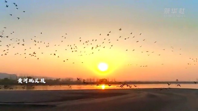 【黄河日落群鸟在晚霞中翱翔】近日,黄河中下游巩义段吸引了成千上万的豆雁、斑嘴鸭、绿头鸭等迁