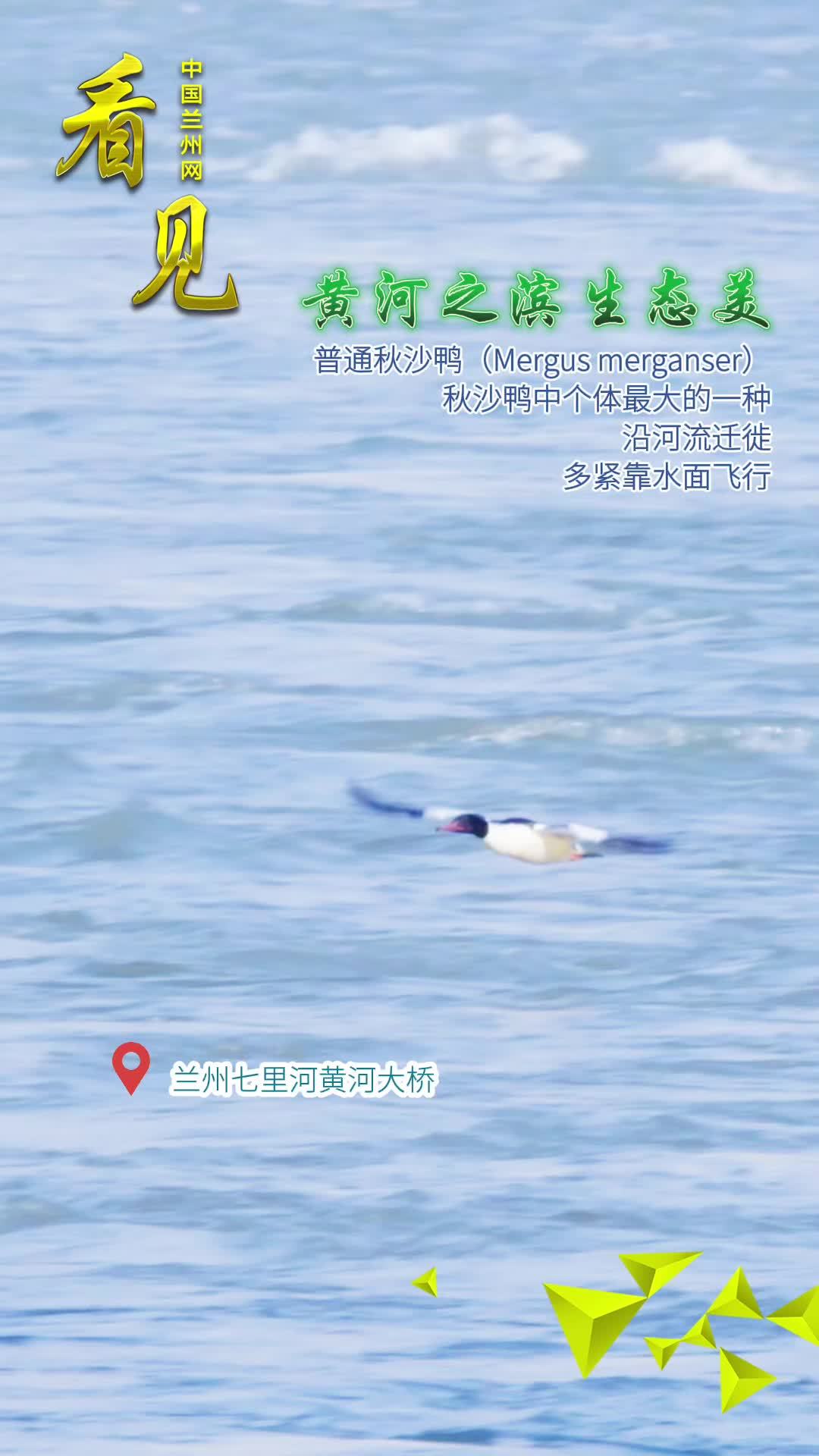 #生态# 【 黄河之滨生态美 (普通秋沙鸭)】#逐影陇原#&nbsp;