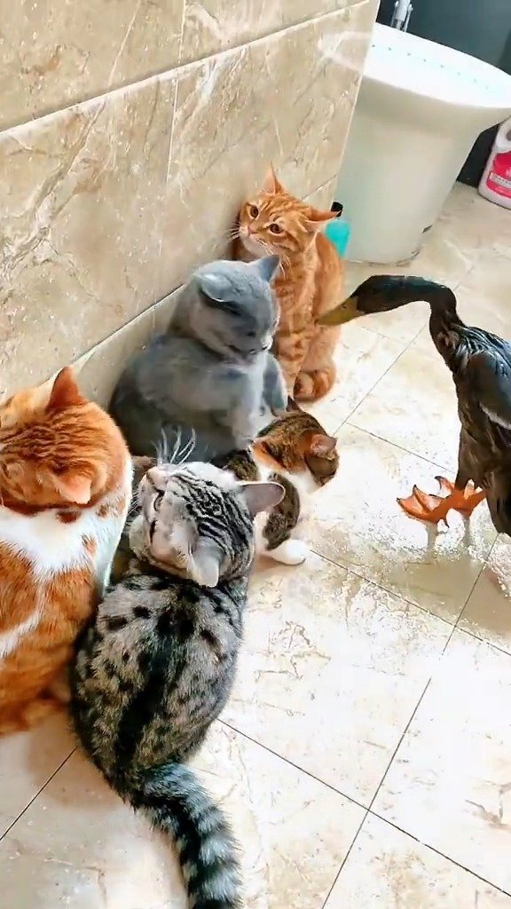 猫咪们围观鸭子洗澡,引来鸭子一顿胖揍,这脾气还能再差点吗 熬夜秃头肥宅的微博视频