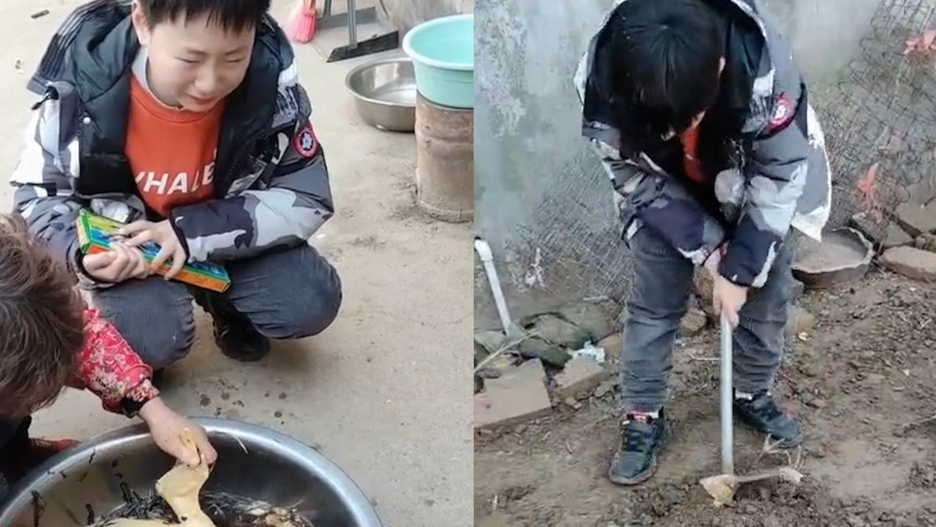 【善良小暖男!男孩见杀鸡崩溃大哭:要把它救活】2月3日,安徽宿州。近日砀山县一户人家杀鸡时