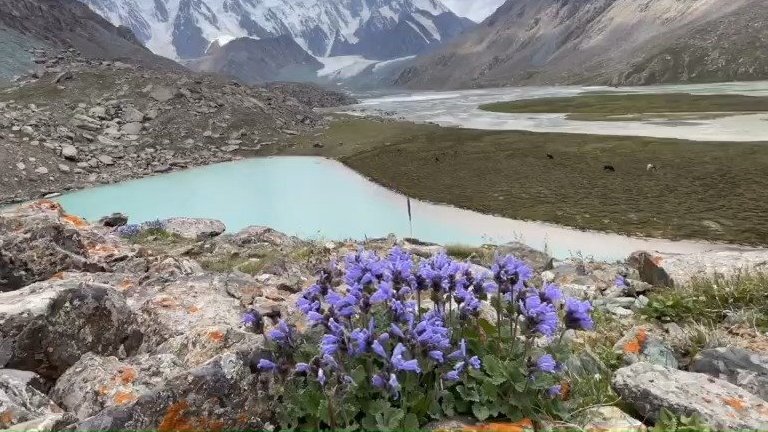 高山之巅的蓝色精灵—毛建草在博格达群峰海拔2500米--3500米的乱石坡上,开放着一簇簇