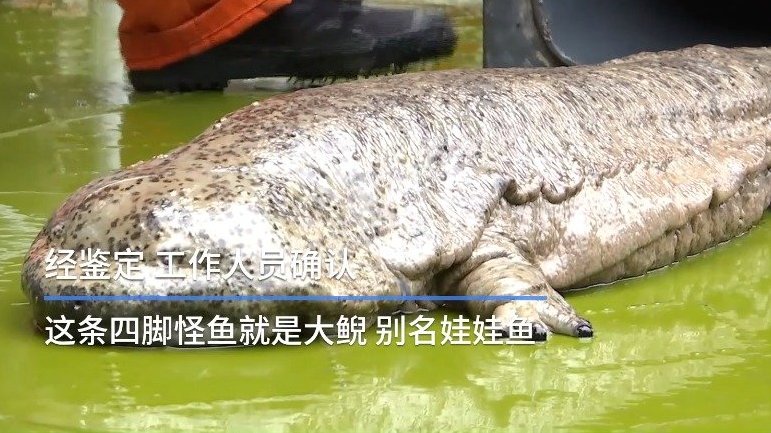 【浙江千岛湖发现1米长娃娃鱼&nbsp;[太开心]】11月26日,千岛湖水上保洁员在打捞垃圾时,发现