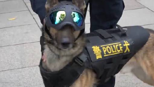 【首届中国人民警察节,广州这几个小“警察”帅萌你一脸[期待]】2021年1月10日是首届中