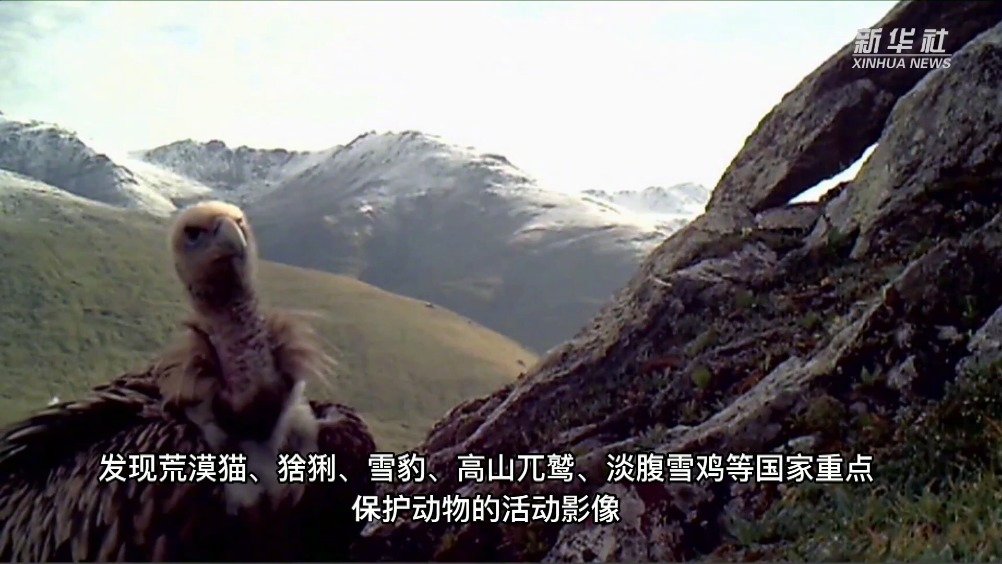 【青海西宁:“千里眼”寻觅“高原精灵”&nbsp;】近日,青海省西宁市大通北川河源区国家级自然保护区