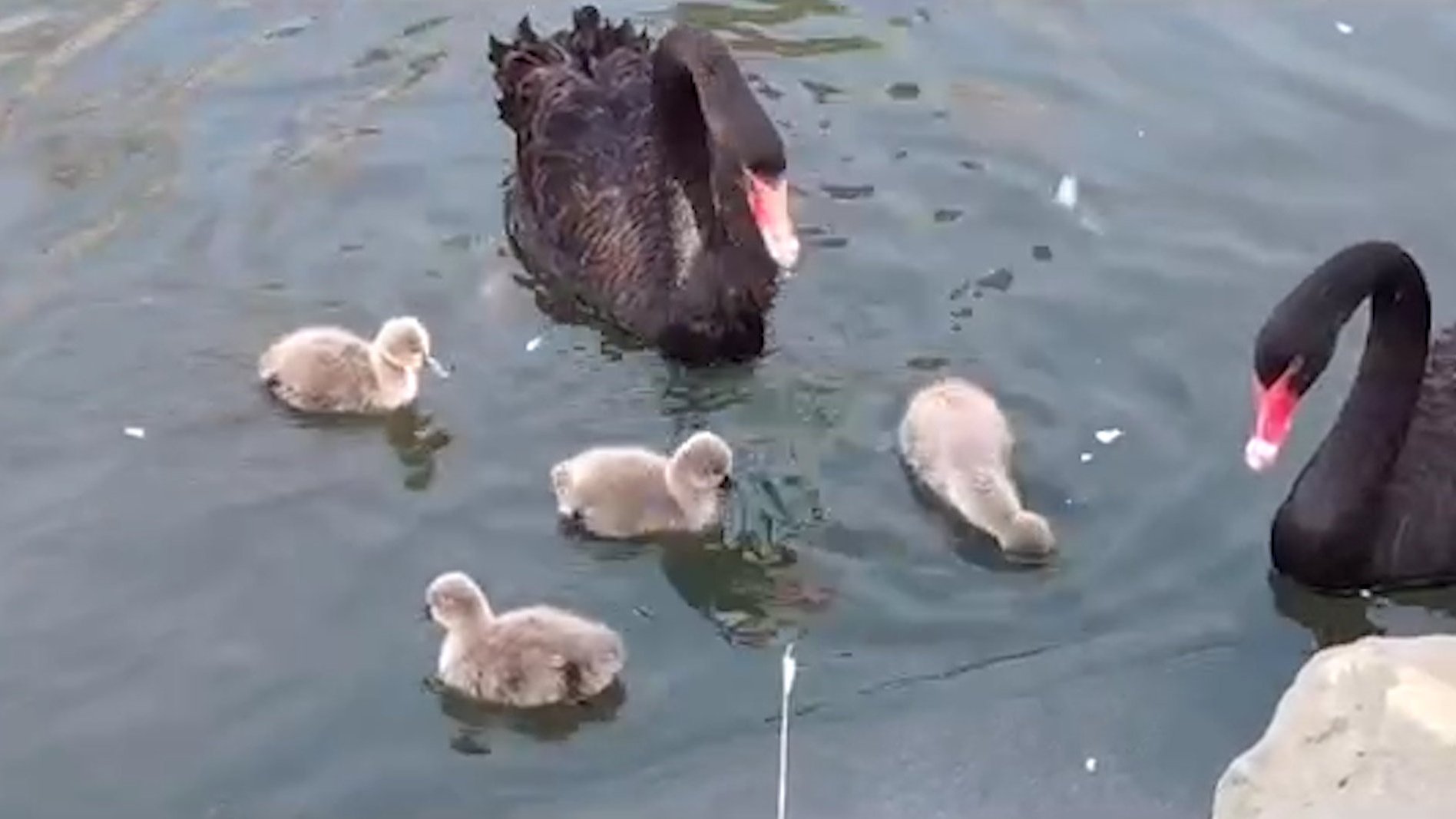 【北京圆明园遗址公园发生野生天鹅禽流感疫情】2月1日,农业农村部新闻办公室发布消息,北京市