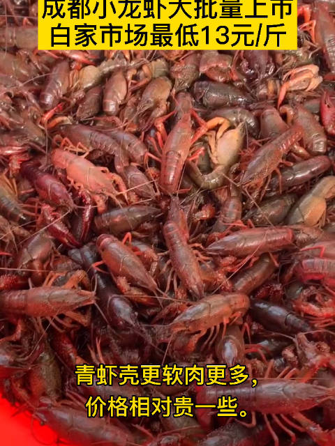 【成都小龙虾大批量上新 最低售价13元/斤】随着天气渐热,成都小龙虾迎来大批量上新。今日,