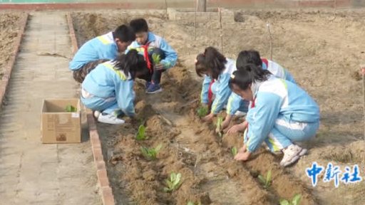 【西安一小学开荒供学生种菜】尖角小学是西安市临潼区的一个农村小学,2018年,尖角小学正式