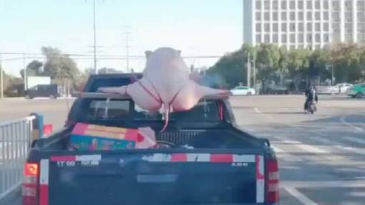 【有钱人家! 二师兄劈叉被绑皮卡车顶,警方:有点违规】24日平安北京曝光一起违规车辆载物视