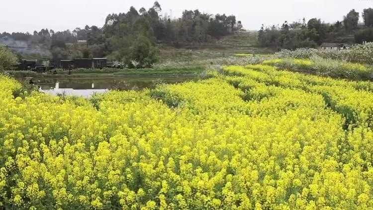 【坐着小火车穿越看花海】初春时节,四川省犍为县的嘉阳小火车迎来旅游旺季,众多游客慕名前来乘