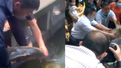 【重庆网红鲤鱼莽子遇害后续,市民送来二莽三莽四莽,管理方:别放了[话筒]】重庆大渡口公园,