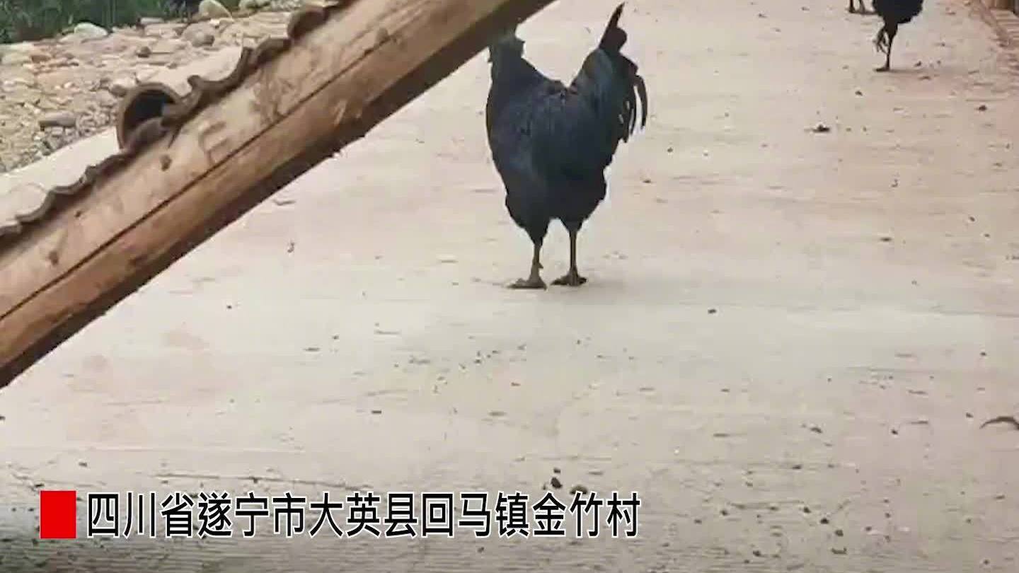 【助力农民脱贫致富的乌骨鸡】四川省遂宁市大英县金竹村大力发展乌骨鸡养殖产业,借助天然地理优