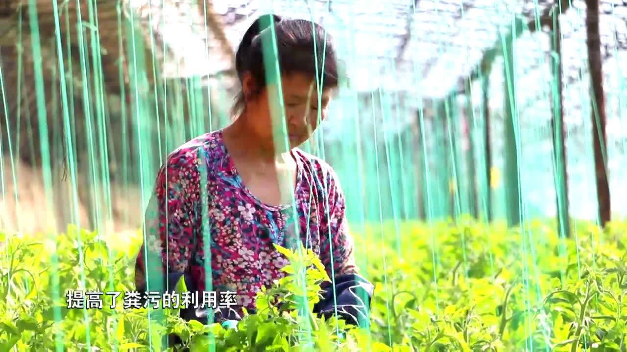 #光影唐山# 【滦南:发展绿色种养殖循环农业】近日,在滦南县安各庄镇铁匠庄村蔬菜种植大棚内