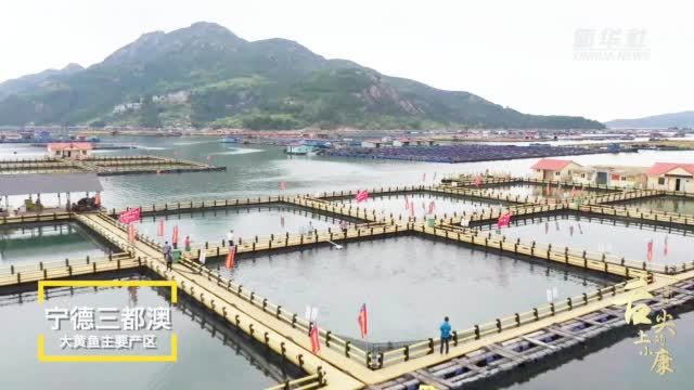 #走向我们的小康生活#【舌尖上的小康|“呱呱叫”的鱼滋味】福建省宁德市三都澳是大黄鱼的主要