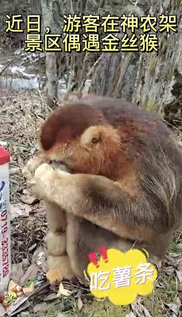 【超可爱!神农架的金丝猴有多亲近人?】近日,神农架官门山景区工作人员在景区问山驿站桥头发现